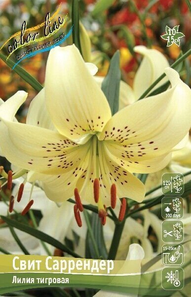 Лилия Свит Саррендер 12/14 1шт (КолЛайн)