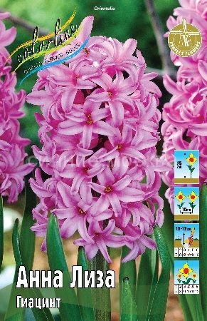 Гиацинт Анна Лиза 14/15 1шт (КолЛайн)