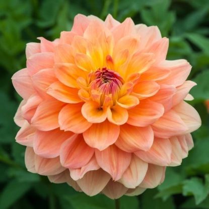 Георгина Эйс Саммер Сансет 1 шт (КолЛайн)