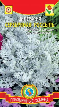 Цинерария Серебряная россыпь 100шт ц/п (ПлазмаС)
