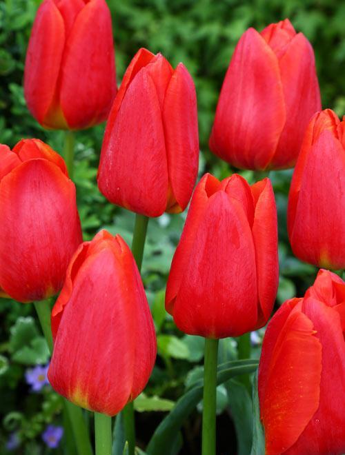 Тюльпан Парад 11/12 1шт (Садовита) 8шт/уп