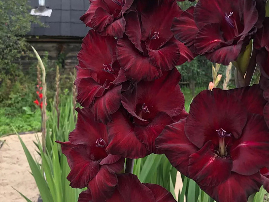 Гладиолус Блек Джек 14/+ 1шт (НК) 5шт/уп