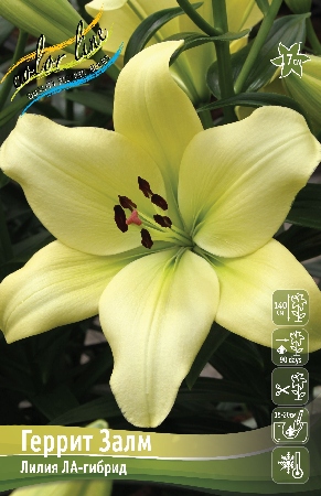 Лилия Геррит Залм 12/14 1шт (КолЛайн) 2шт/уп