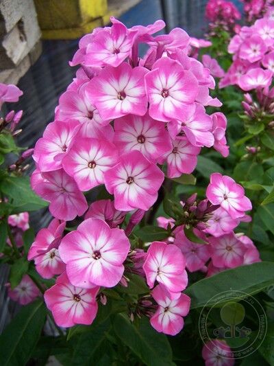 Флокс Анастасия 1шт (КолЛайн) 2шт/уп