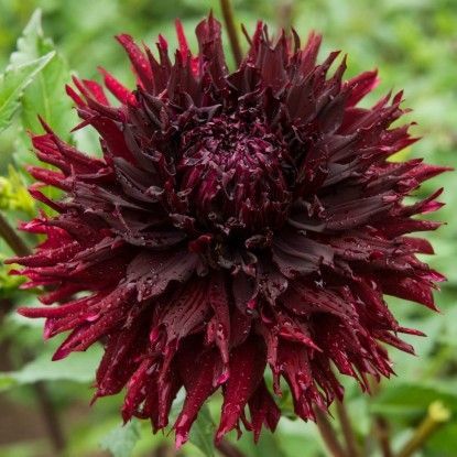 Георгина Кенора Макоп-Б 1шт (КолЛайн)