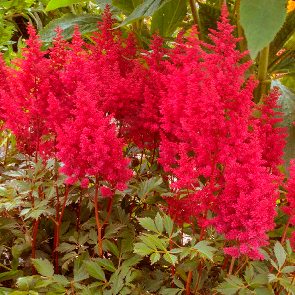 Астильба Гоу Гоу Рэд 1шт (КолЛайн)