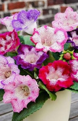 Глоксиния Тигрина Микс 1шт (КолЛайн) 2шт/уп