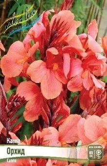 Канна Орхид 1шт (КолЛайн)