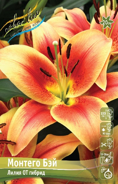 Лилия Монтего Бэй 1шт 16/18 (КолЛайн) 3шт/уп ОТ