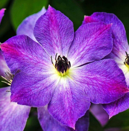 Клематис Клаудберст 1шт (КолЛайн)