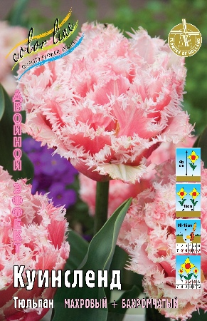 Тюльпан Куинсленд 1шт (КолЛайн) 2шт/уп 2-эффект