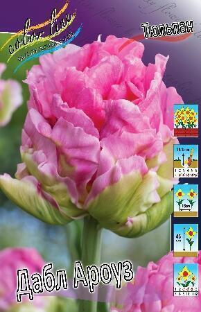 Тюльпан Дабл Ароуз 1шт (КолЛайн) 7шт/уп махровый поздний