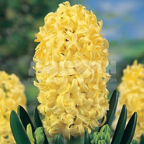 Гиацинт Сити оф Харлем 14/15 1шт (Садовита) 3шт/уп