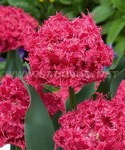 Тюльпан Кингстон 1шт (КолЛайн) 7шт/уп 