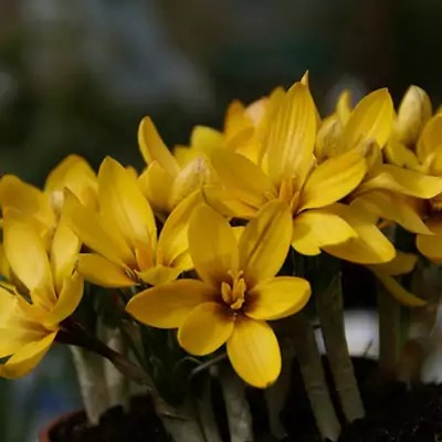 Крокус Королькова 6/+ 1шт (Садовита) 10шт/уп