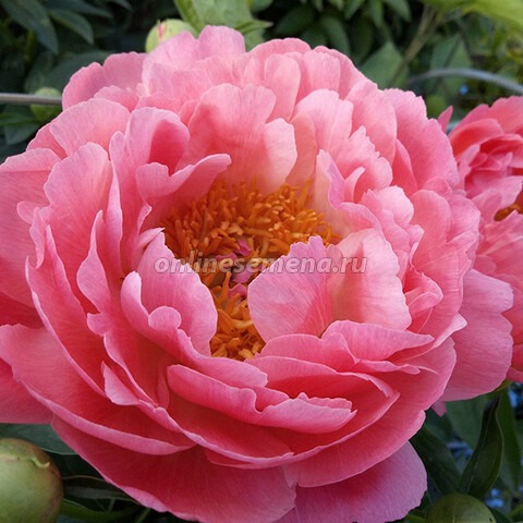 Пион Корал Суприм 1шт (КолЛайн)