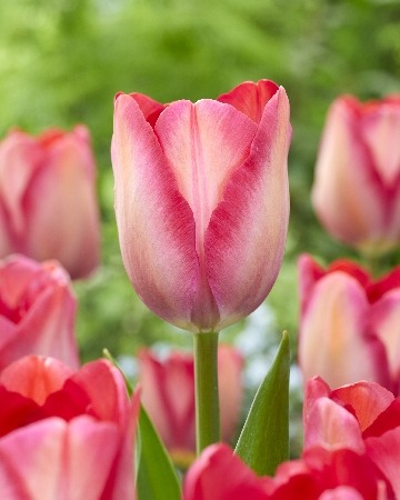 Тюльпан Пинк Саунд 11/12 1шт (КолЛайн) 8шт/уп