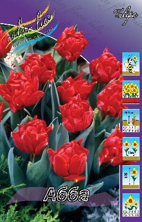 Тюльпан Абба Флэйм 11/12 1шт (КолЛайн) 7шт/уп 