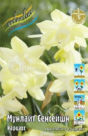 Нарцисс Мунлайт Сенсейшн 12/14 1шт (КолЛайн) 5шт/уп