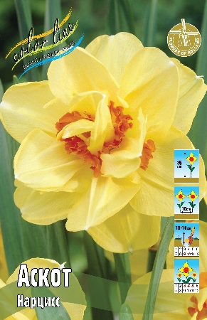 Нарцисс Аскот 12/14 1шт (КолЛайн) 2шт/уп