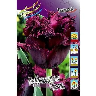 Тюльпан Кубинская ночь 1шт (КолЛайн) 3шт/уп