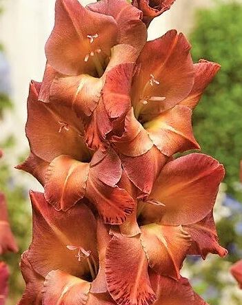 Гладиолус Могиканин 10/12 1шт (КолЛайн) 8шт/уп