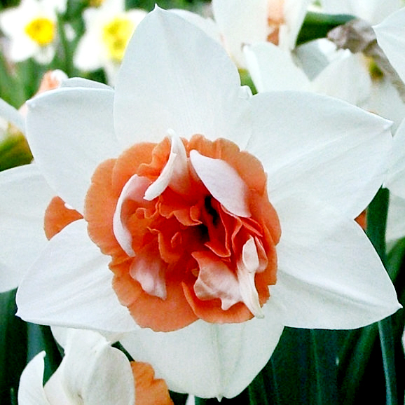 Нарцисс Кэнди Принцесс 1шт (КолЛайн) 3шт/уп