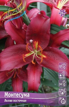 Лилия Монтесума 1шт (КолЛайн) 7шт/уп