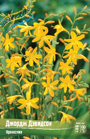 Крокосмия Джордж Дэвидсон 1шт (КолЛайн) 3шт/уп