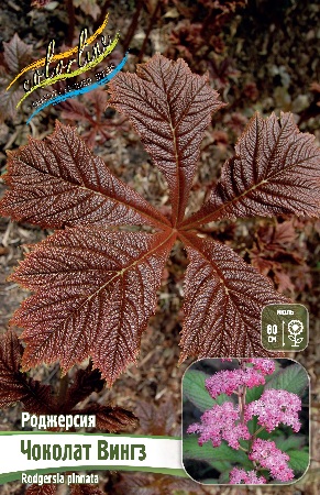 Роджерсия Чоколат Вингз 1шт (КолЛайн) 