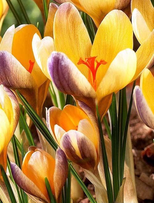 Крокус Адванс 5/+ 1шт (КолЛайн) 10шт/уп