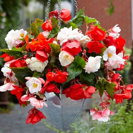 Бегония Одората смесь 5/6 1шт (КолЛайн) 3шт/уп