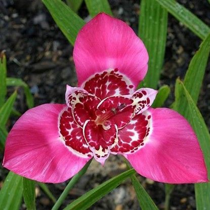 Тигридия Лилацеа 7/9 1шт (КолЛайн) 3шт/уп