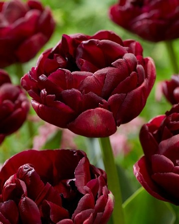 Тюльпан Роудстар 1шт (КолЛайн) 3шт/уп