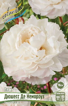 Пион Дюшесс Де Немороуз 1шт (КолЛайн)
