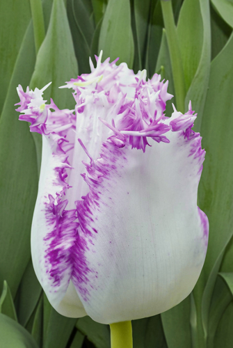 Тюльпан Ариа Кард 11/12 1шт (Садовита) 8шт/уп