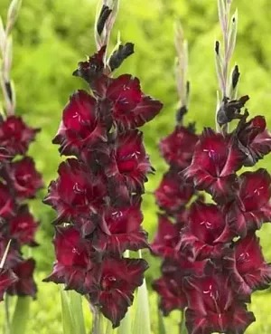 Гладиолус Блэк Сюрпрайз 1шт (КолЛайн) 10шт/уп