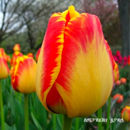 Тюльпан Американ Дрим 1шт (КолЛайн) 8шт/уп