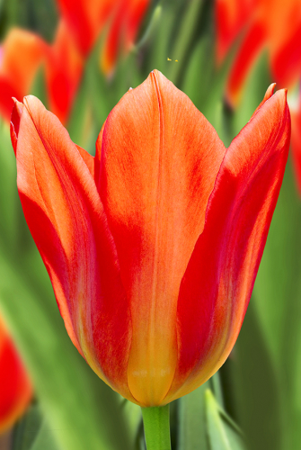 Тюльпан Оранж Эмперор 11/12 1шт (Садовита) 10шт/уп