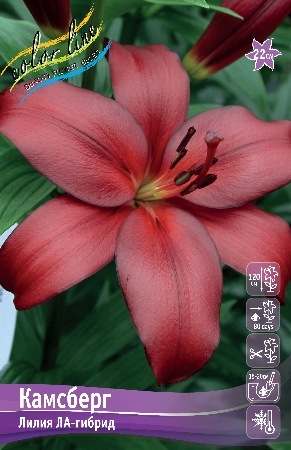 Лилия Камсберг 12/14 1шт (КолЛайн) 7шт/уп