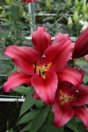 Лилия Рэфорд 14/16 1шт (КолЛайн) 2шт/уп