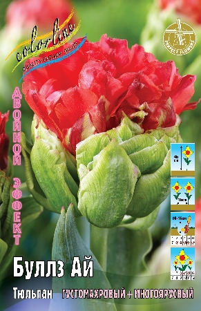 Тюльпан Буллз Ай 11/12 1шт (КолЛайн) 5шт/уп