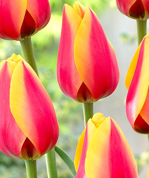 Тюльпан Уорлд Пис 1шт (КолЛайн) 10шт/уп