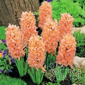 Гиацинт Джипси Куин 14/15 1шт (Садовита)