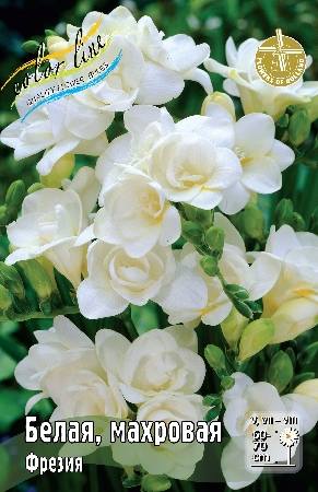 Фрезия Белая махровая 1шт (КолЛайн) 10шт/уп