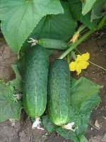 Огурец Надюша Микс F1 1000шт (Seminis)