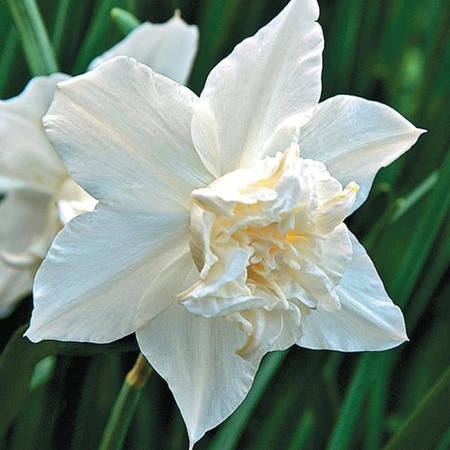 Нарцисс Уайт Марвел 12/14 1шт (КолЛайн) 5шт/уп