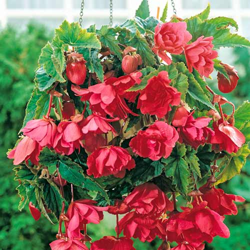 Бегония Пендула Розовая 1шт (КолЛайн)