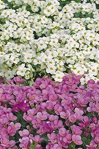 Арабис Волшебный ковер 0,1г ц/п (Уральская Усадьба) 