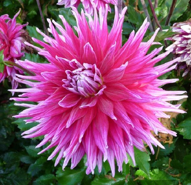 Георгина Гранд Финале 1шт (КолЛайн)